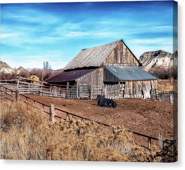 Bovine Surprise - Canvas Print