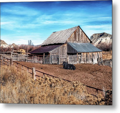 Bovine Surprise - Metal Print