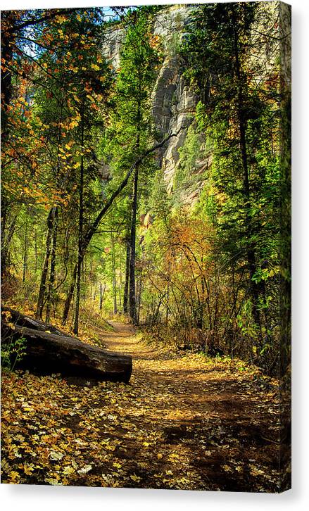 Golden Path of Shadows - Canvas Print