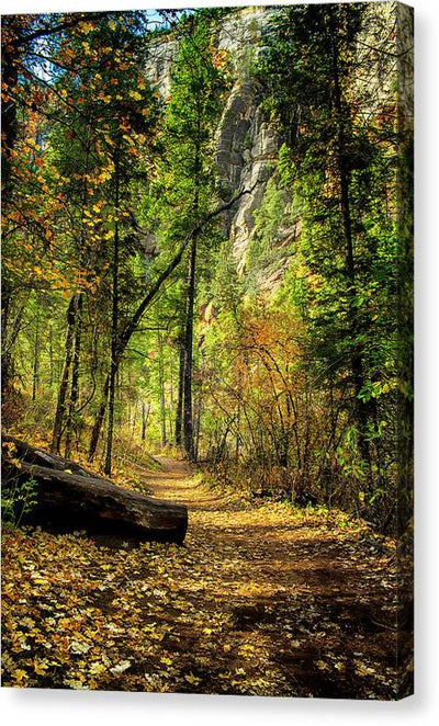 Golden Path of Shadows - Canvas Print