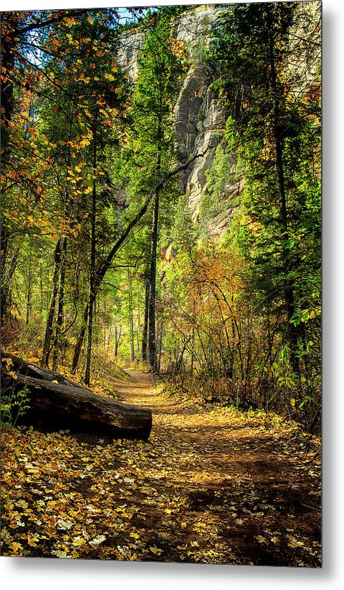 Golden Path of Shadows - Metal Print