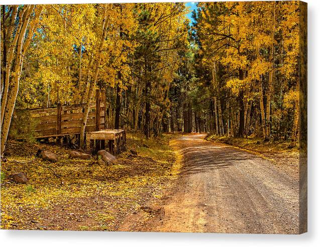 Golden Trail - Canvas Print