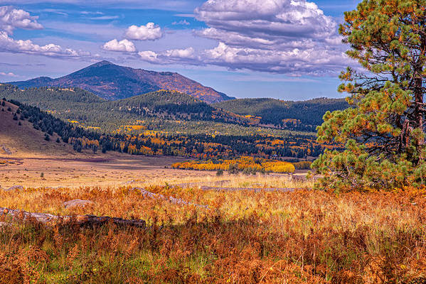 Heavenly Meadow - Art Print