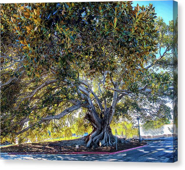 Santa Barbara Fig Tree - Canvas Print