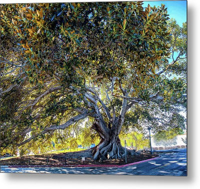 Santa Barbara Fig Tree - Metal Print